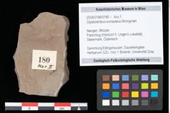 Foto (Objekt + Etikett) von Glyptostrobus europaeus Brongniart (NHMW-GEO-2024-0188-0180)